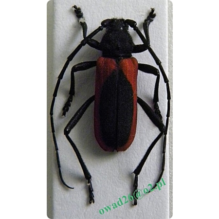 Purpuricenus kaehleri (Linnaeus, 1758) male Purpurówka Kaehlera